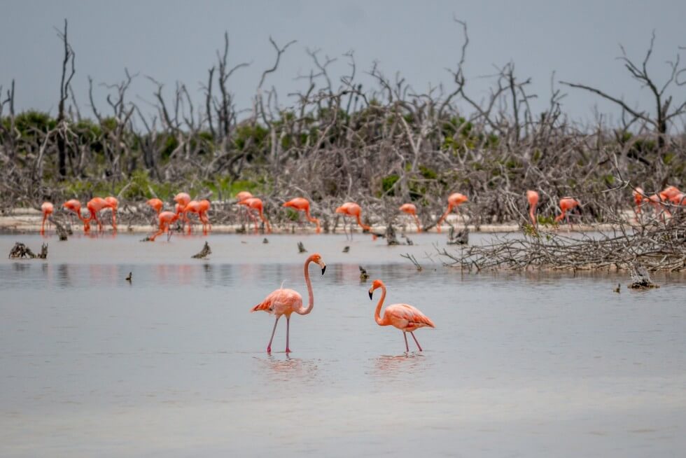 Flamencos del Caribe en los manglares de la Península de Yucatán